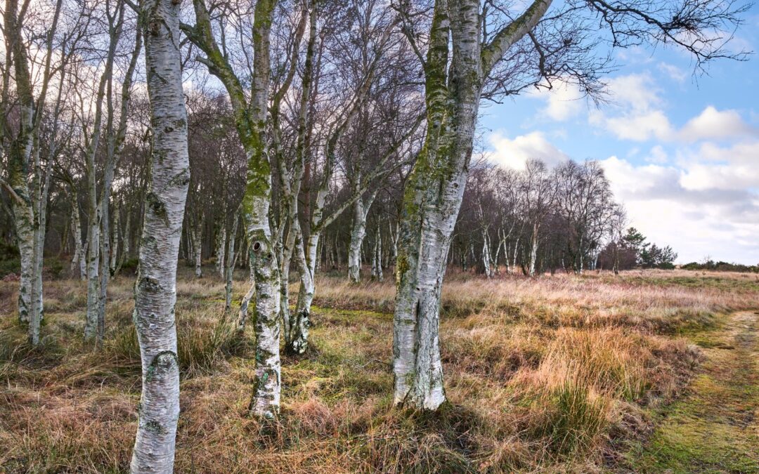 Kæmpeulvens genopstandelse?
