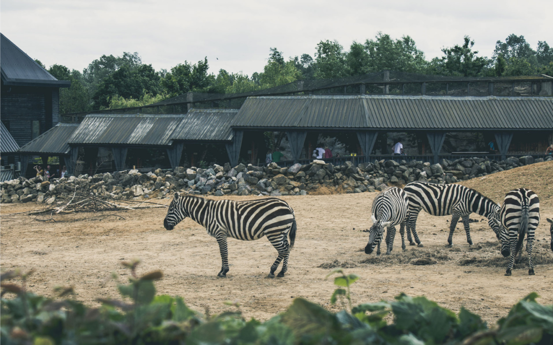 Aflivning af dyr i zoologiske haver