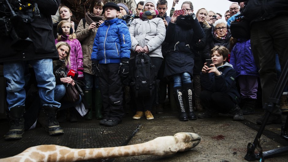 København Zoo fik 40.000 e-mails om aflivningen af en giraf. Og kom stærkere ud af stormen