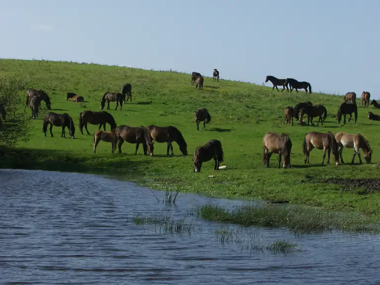 Kan rewilding og dyrevelfærd gå hånd i hånd?