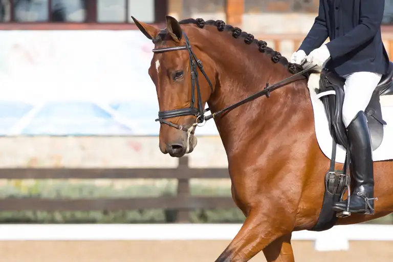 Brug for nytænkning i ridesport