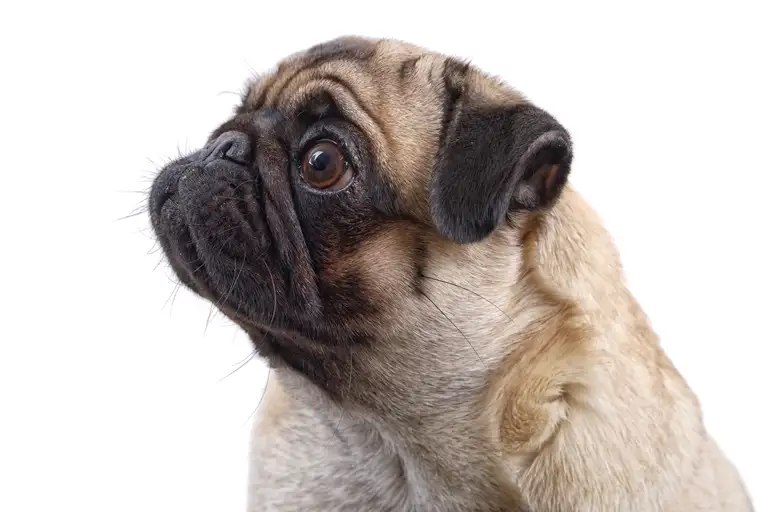 Hunden kaldes menneskets bedste ven – men gælder det modsatte også?