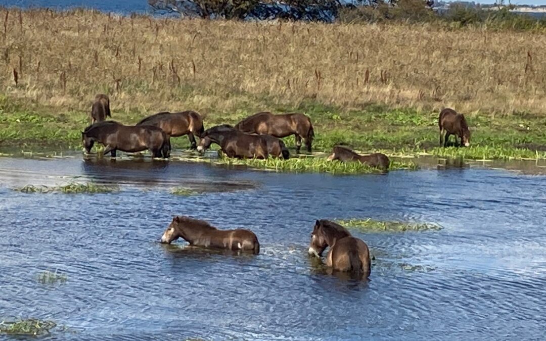 Naturen som kampplads