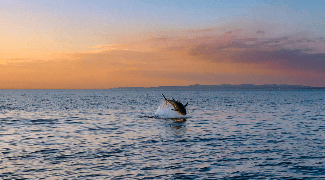 Reflektioner om tunfiskeri